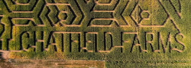 Corn Maze at Chatfield Farms