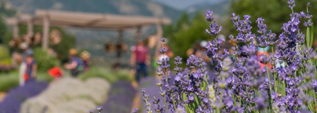 Lavender Festival at Chatfield Farms Lavender Festival at Chatfield Farms banner