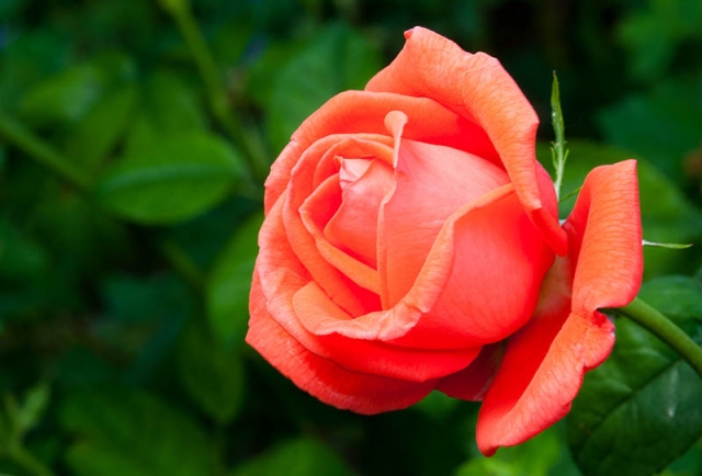 rose