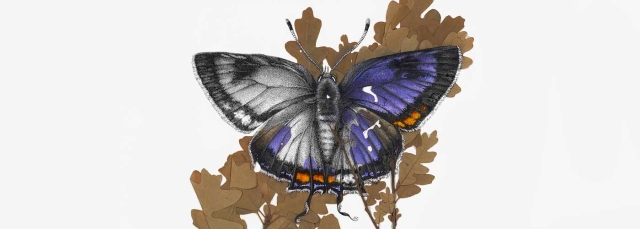 Amy K. Wendland, “Hairstreak Butterfly,” 2017, herbarium specimen: “Quercus gambelii” (Gambel oak), ink and acrylic paint. 