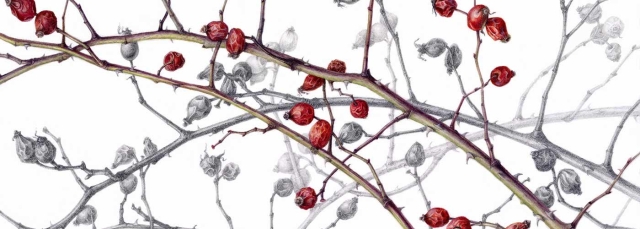 Irina Neacsu, “Dog Rose”, 2020, watercolor and graphite. Irina Neacsu, “Dog Rose”, 2020, watercolor and graphite.