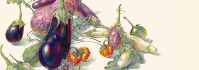 Jean Emmons, “Eggplants,” watercolor on vellum, 2020.