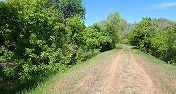 Boxelder tree on High Line Canal