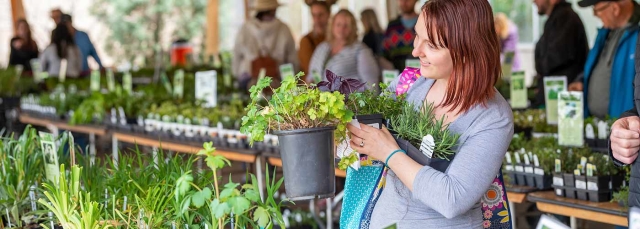 Woman holding a medium-sized potted plant at Spring Plant Sale. A long table with small pots of plants is behind her.