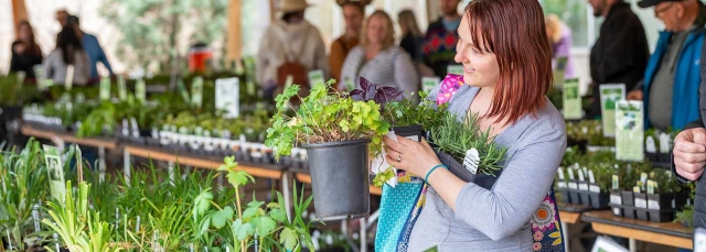 Spring Plant Sale Woman holding a medium-sized potted plant at Spring Plant Sale. A long table with small pots of plants is behind her.