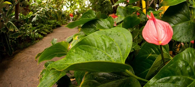 Inside the Boettcher Memorial Tropical Conservatory