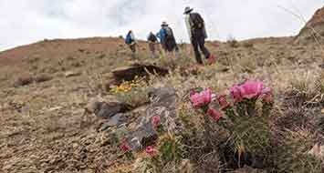 Canyons of the Ancients floristic trip. Pink flowering cactus in the foreground with people hiking in the background.