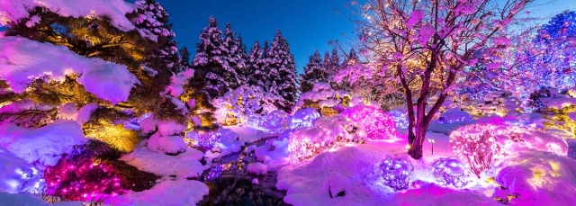 Blossoms of Light at York Street on a snowy night