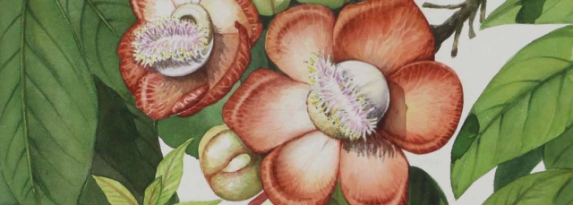 Manabu C. Saito, "Couroupita guianensis" (detail), watercolor, 1969. Manabu C. Saito, "Couroupita guianensis" (detail), watercolor, 1969.