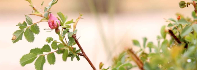 “Amache Rose” - This film is a production of Denver Botanic Films