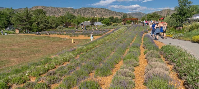 Lavender Festival at Chatfield Farms