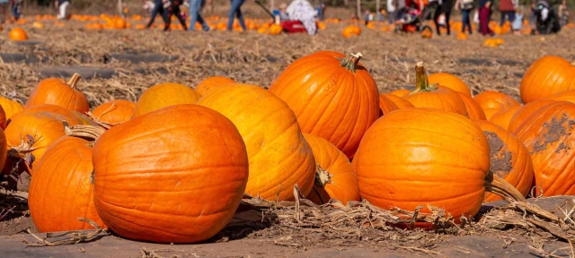 Pumpkin Festival at Chatfield Farms