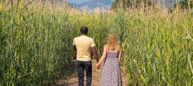 Two adults holding hands while walking through Corn Maze.