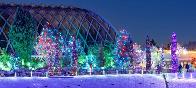 Blossoms of Light