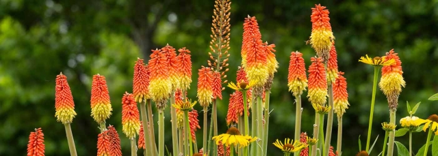 Red hot poker plants with yellow and orange flowers