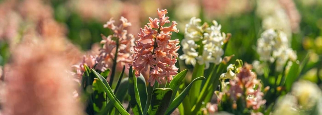 Pink and white hyacinths with green leaves