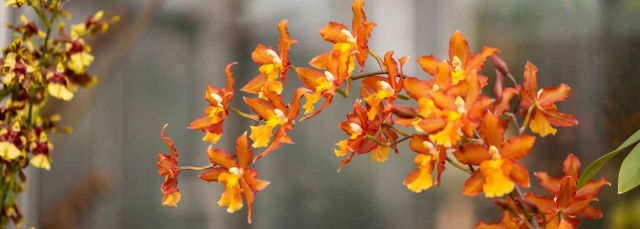 Orchid Showcase with orange orchids