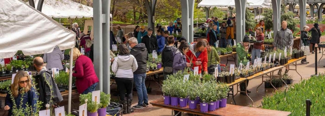 People shopping outside at the Spring Plant Sale