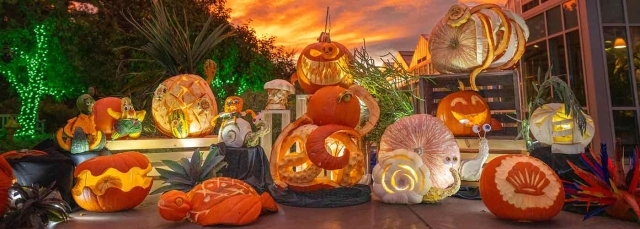 Glow at the Gardens event with many hand-carved pumpkins at sunset