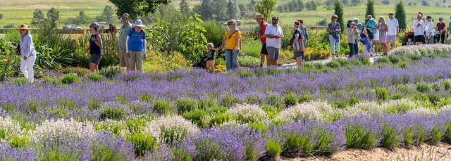 Chatfield Farms purple and white blooming lavender plants in the foreground with people walking in the background