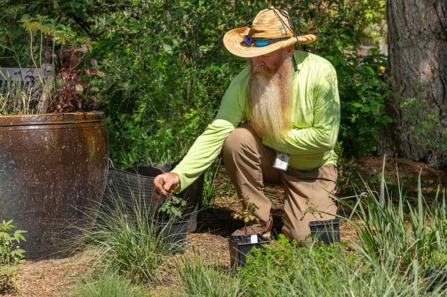 Horticulturist planting a rose