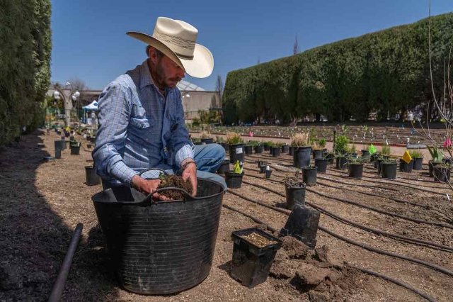 Horticulturist planting annuals