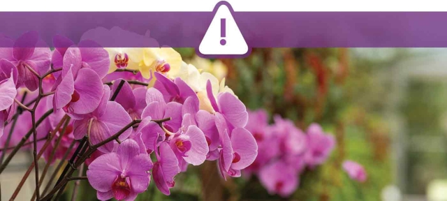 Orchids