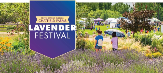 Two people standing in a field of lavender at Lavender Festival. Vendor tents are in the background.
