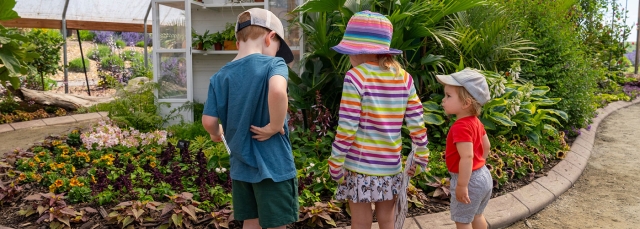 Three children lookin at butterflies in an indoor butterfly house
