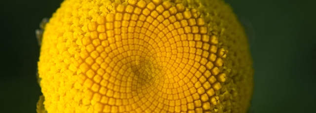 Yellow center of a flower