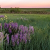 Native Plant Master