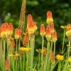 Denver Botanic Gardens photo from the official site